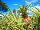 Maui Gold Pineapple Express Tour